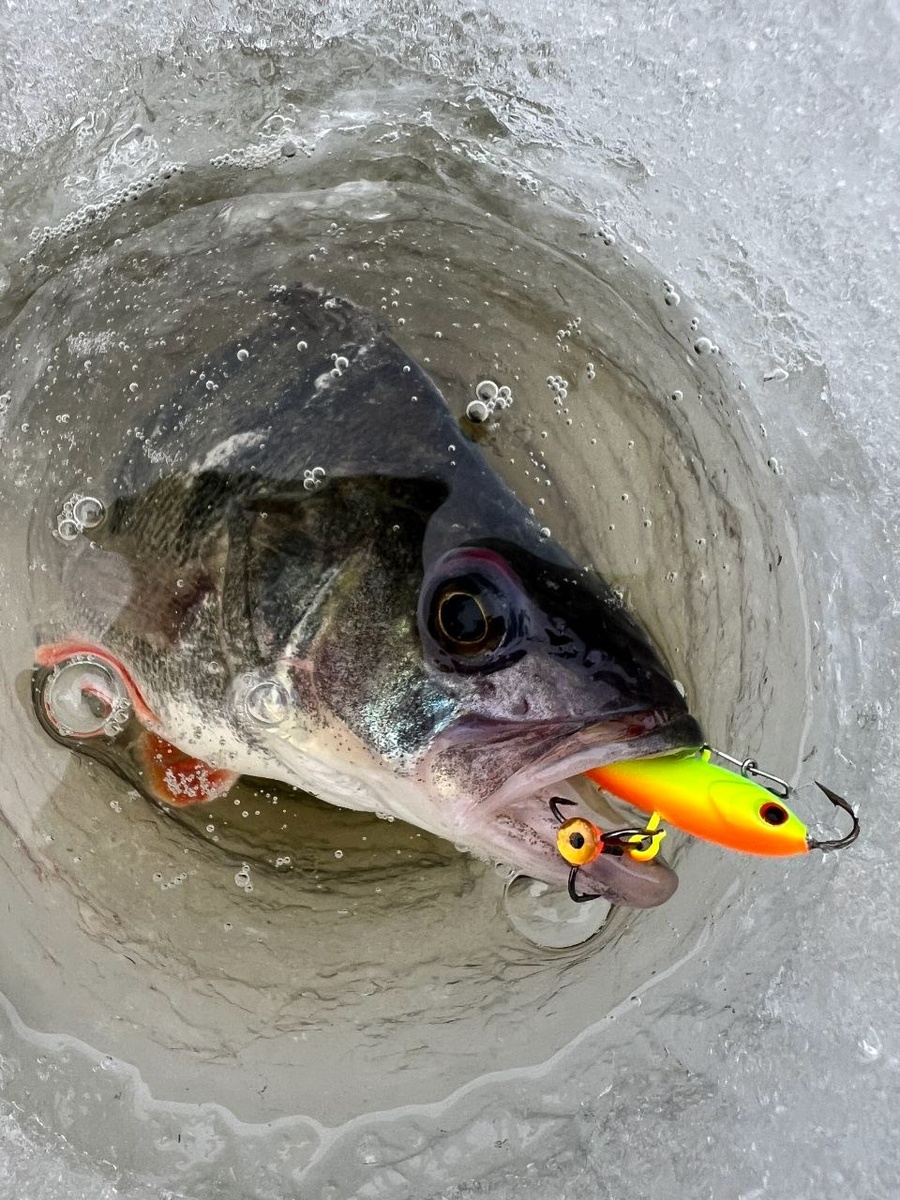 Балансир ECOPRO "Окуневый" отлично таскает полосатиков🎣