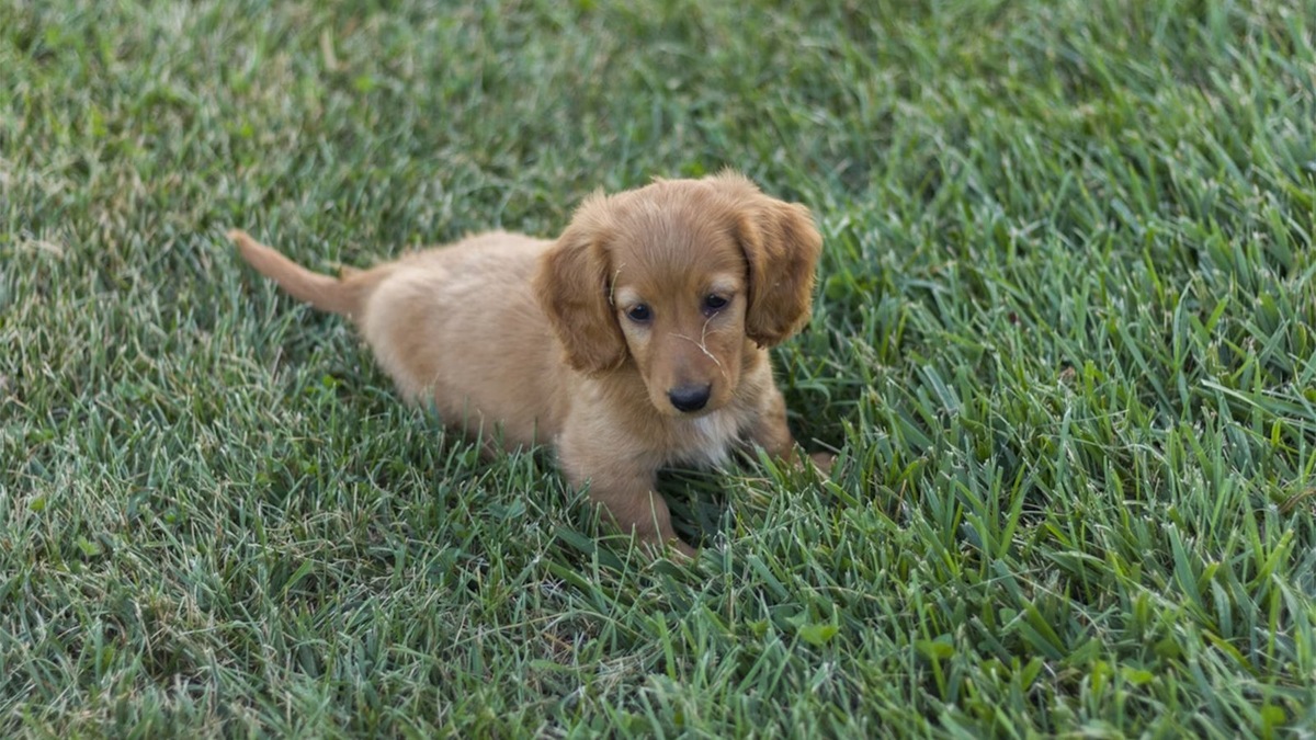    К покупке щенка нельзя относиться легкомысленно