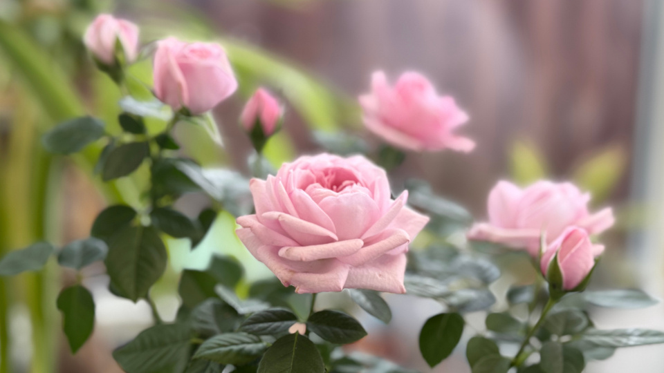 Комнатные розы. Фото: FreeCloudCat / Shutterstock / Fotodom
