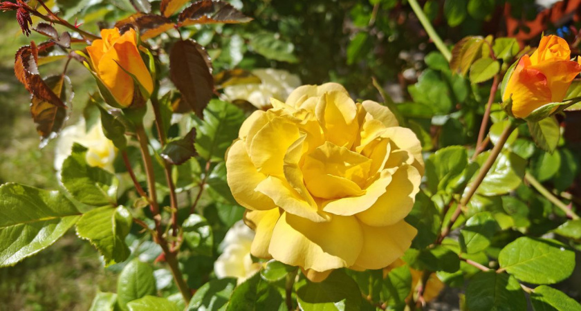    Первый городской канал Калининград