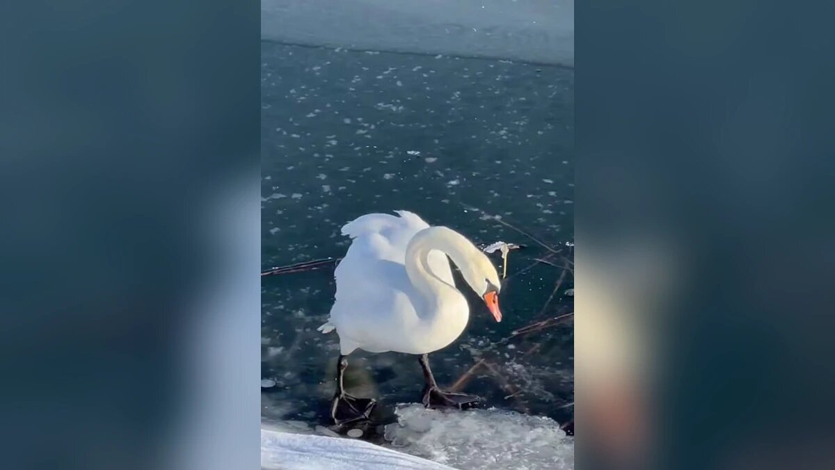    Фото t.me/gazetarvs