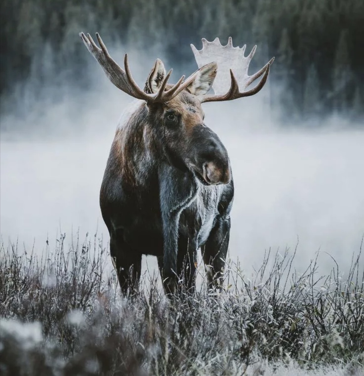 Красивое и мощное животное не может не вызывать интерес. Фото из сети 