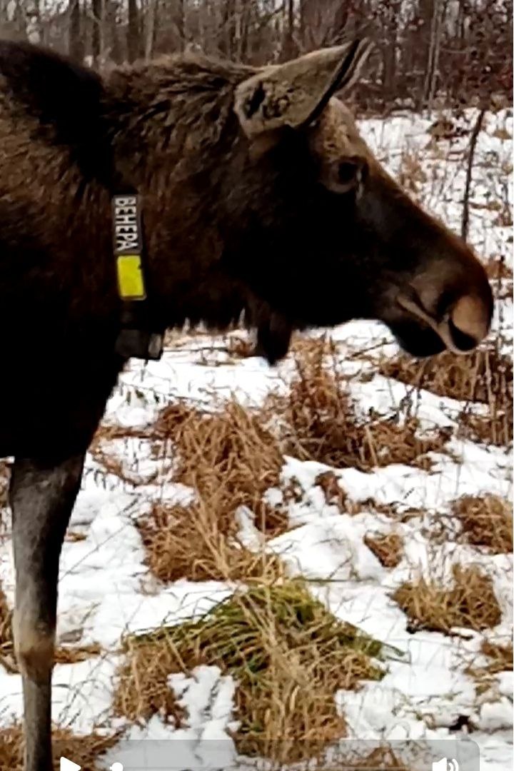 Фото, присланное подписчиком, о встречной лосихе со звучным именем Венера неподалеку от Сумарокова