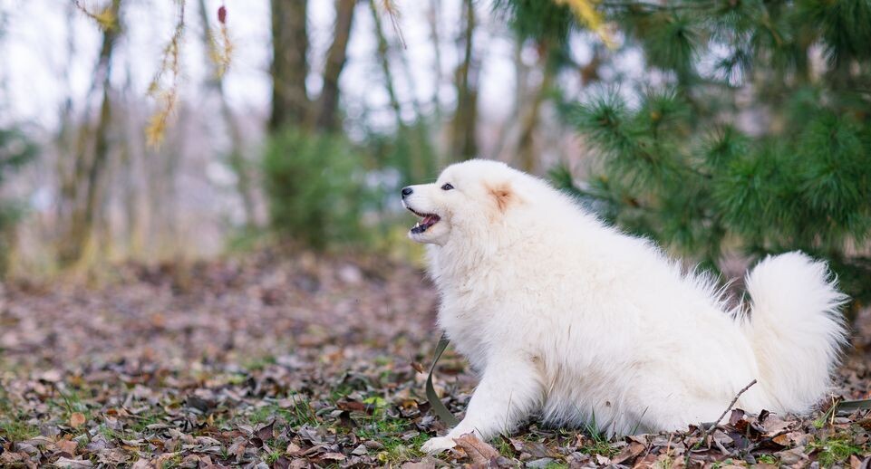    Волоколамск. Центр воспроизводства редких видов животных / Медиасток.рф