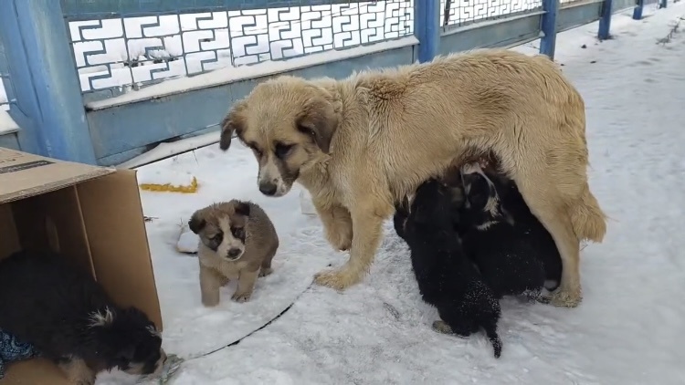 Спасение мамы инвалида и её щенков