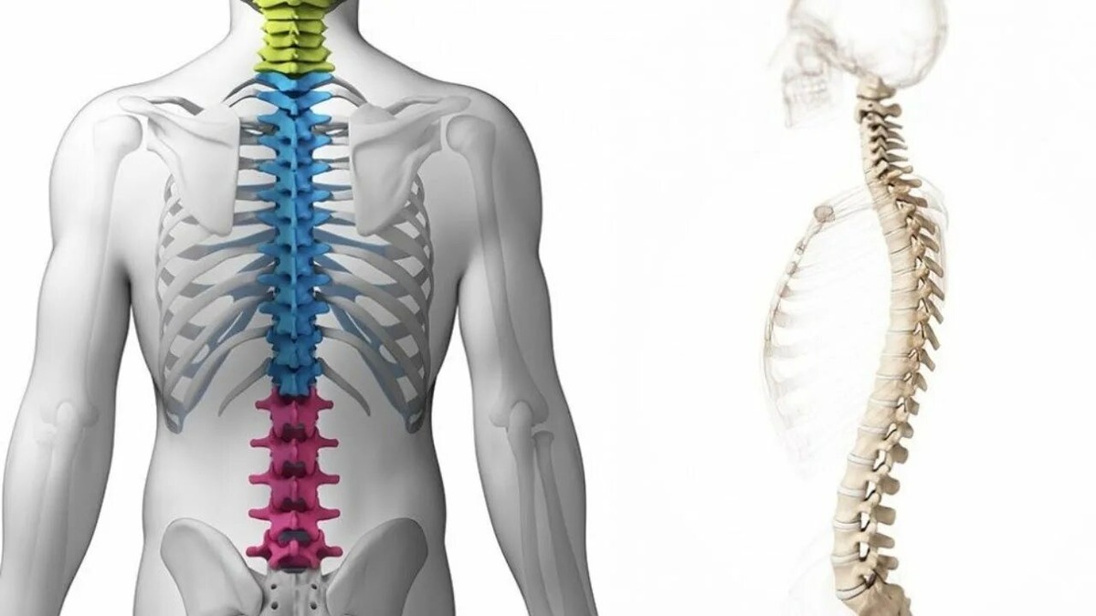 Спина - это главный энергетический канал в организме 