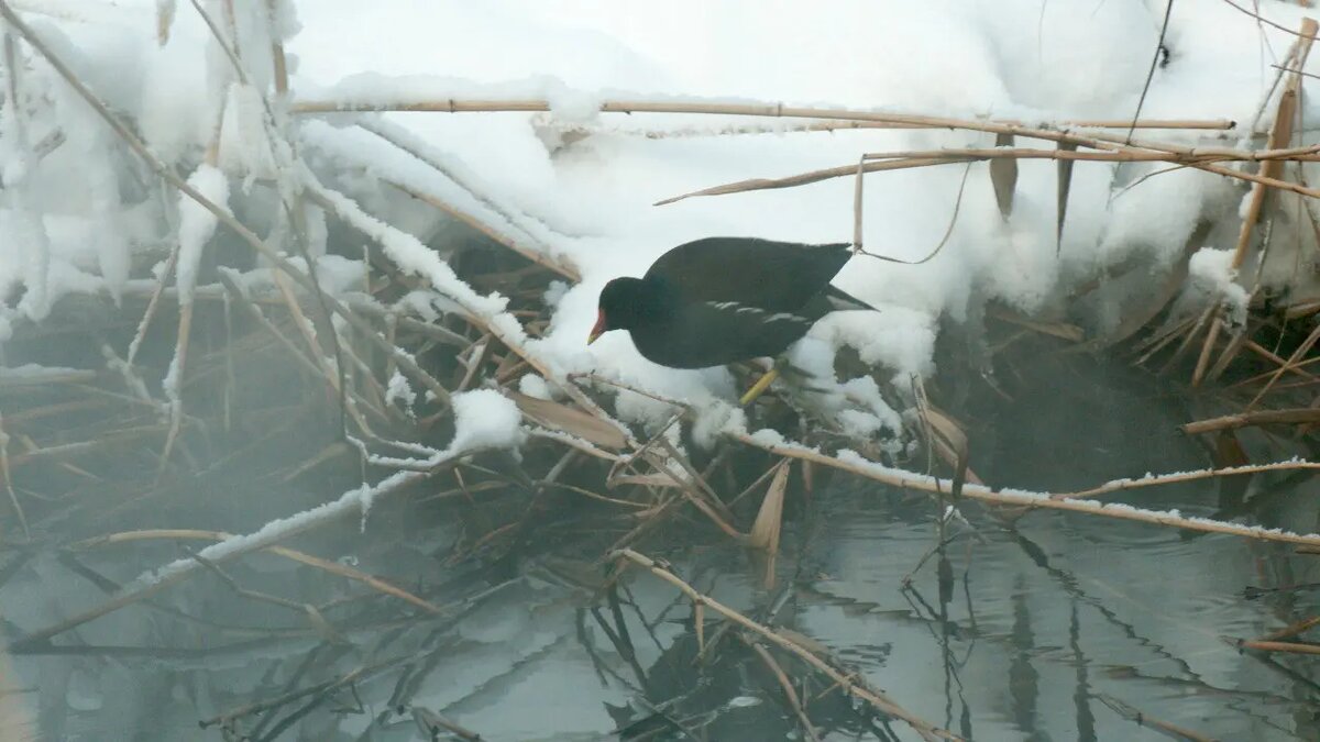    Фото: телеграм-канала «Каждой твари по паре» биолога Павла Глазкова.
