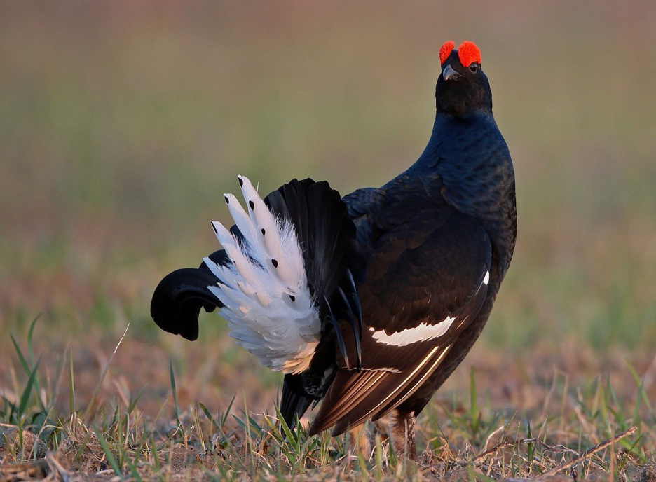 Тетерев. Фото из открытых источников.
