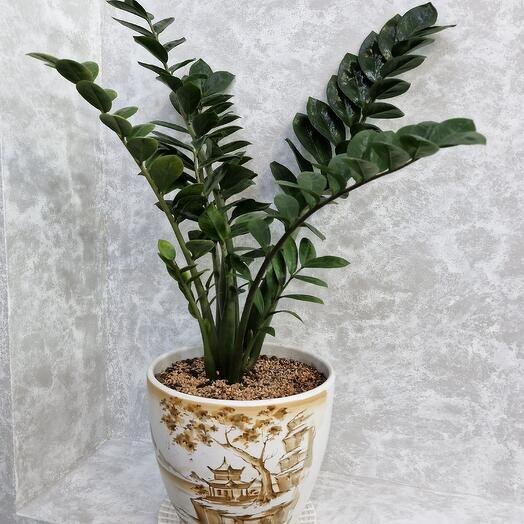 Убила замиокулькас: частые ошибки новичков.