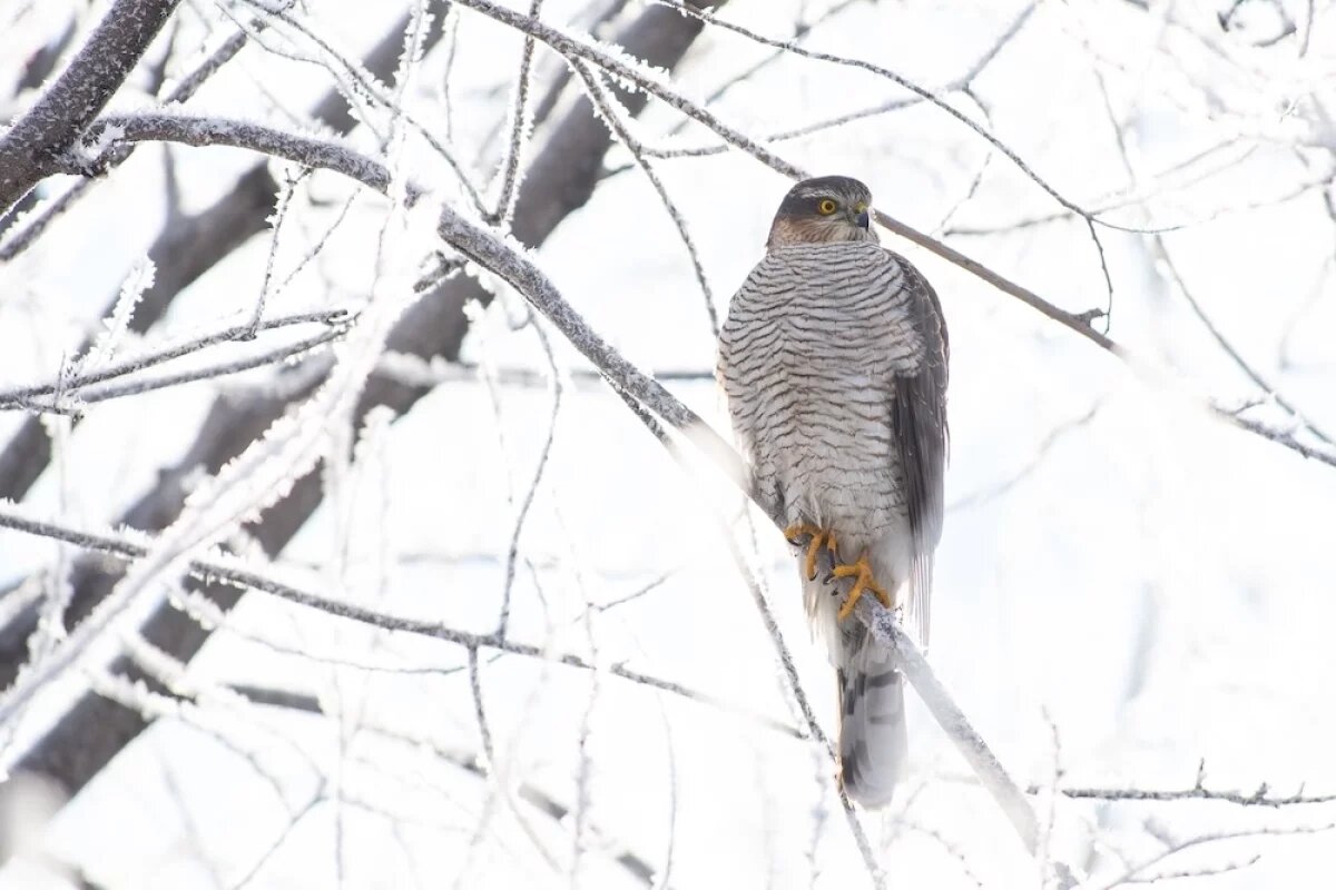    В астраханский кремль прилетели перепелятник и свиристели.
