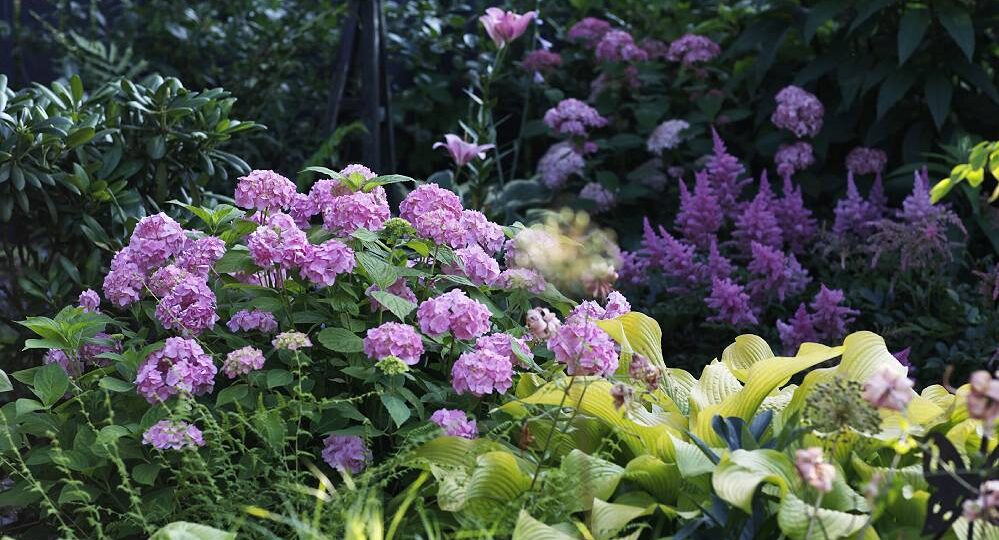 Все об укрытии крупнолистной гортензии