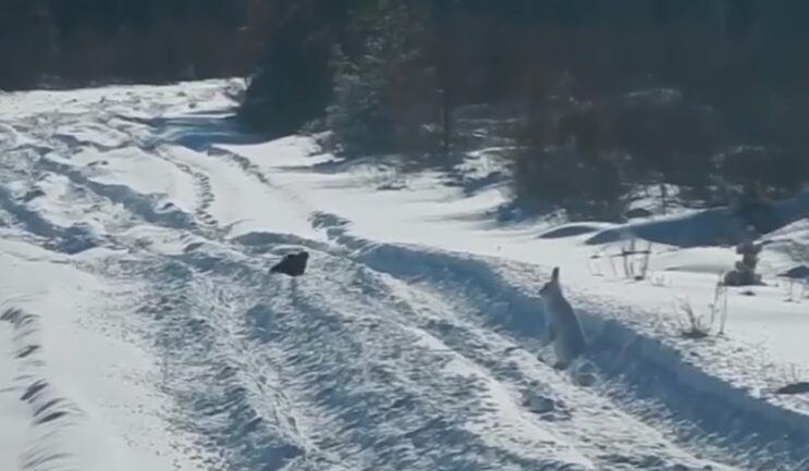    Фото: Пресс-служба Минприроды Забайкалья