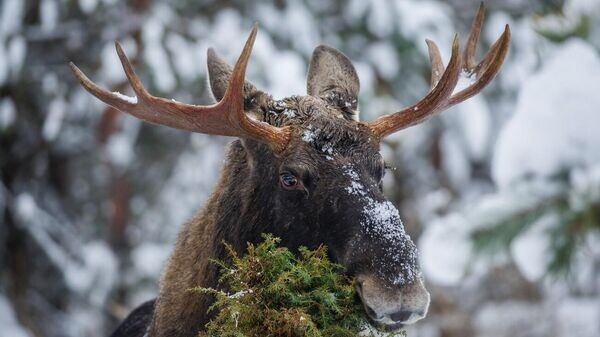    © Photo : Наталья Лакотко