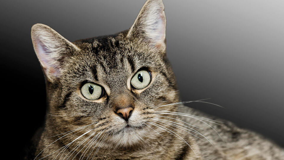 Фото: © www.globallookpress.com/Creativ Studio Heinemann / РЕН ТВ