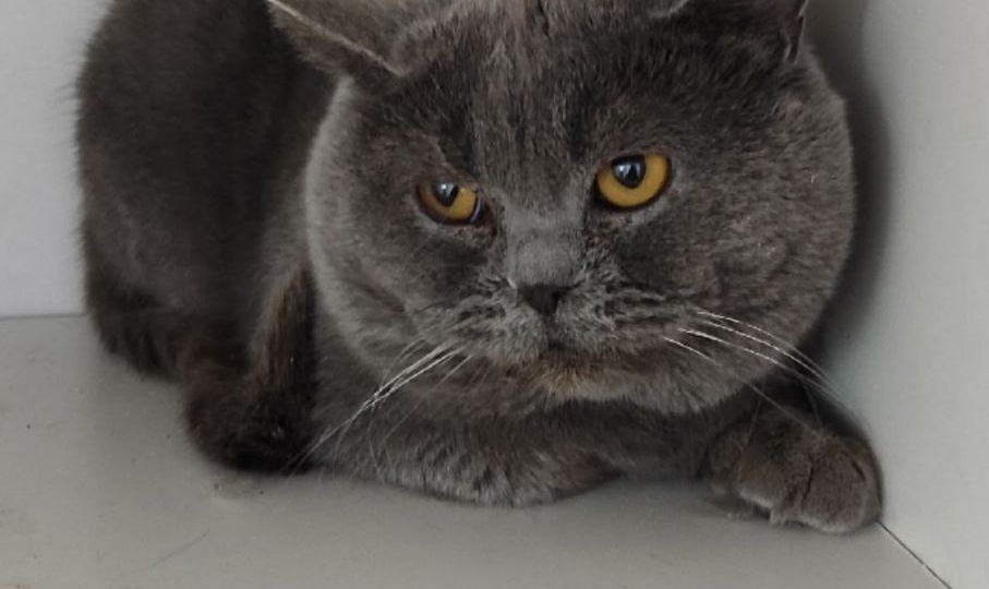 Каждый человек, проходящий мимо бездомного животного, самостоятельно решает для себя: помочь страдающему или пройти мимо