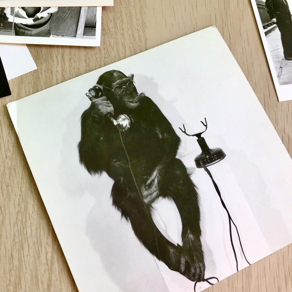 Посткроссер из Хельсинки предполагает, что шимпанзе заказывает бананы. 