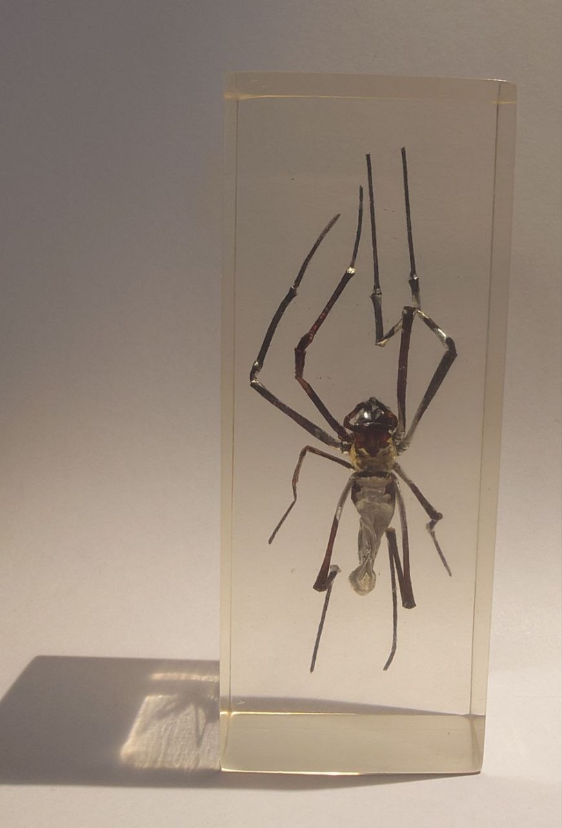 из моей коллекции от Диагостини - самочка паучиха