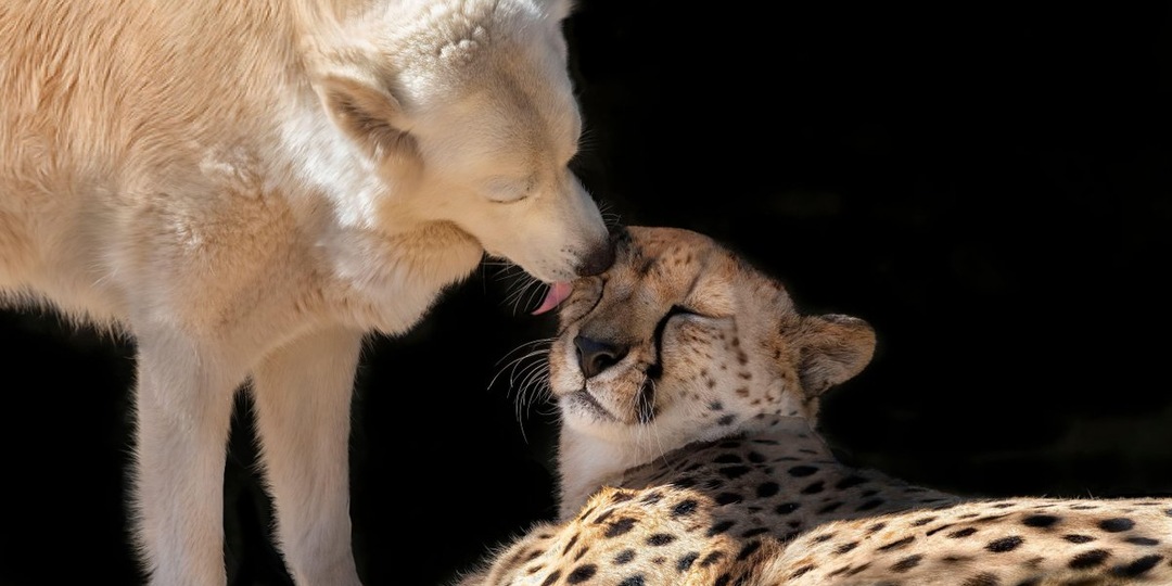 Лучший друг гепарда: невероятная профессия собак в зоопарках