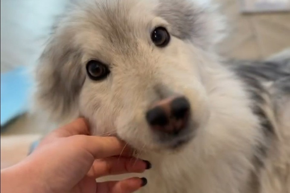    Руководитель Донецкого приюта «Пиф» забрала себе покалеченного в Докучаевске щенка. Фото: Донецкий приют для животных «Пиф»