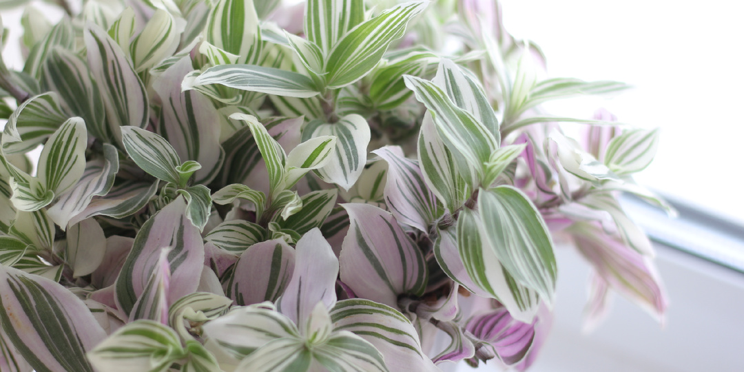 Переносит полутень: цветок, который может расти в ванной комнате