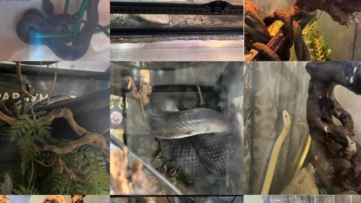    Фото: Прокуратура Москвы / Telegram