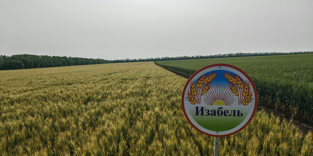 Ультраскороспелый сорт озимой пшеницы Изабель-сорт для полноценного формирования сортовой мозаики