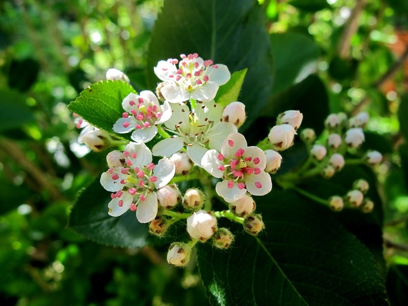 Нежное цветение аронии.