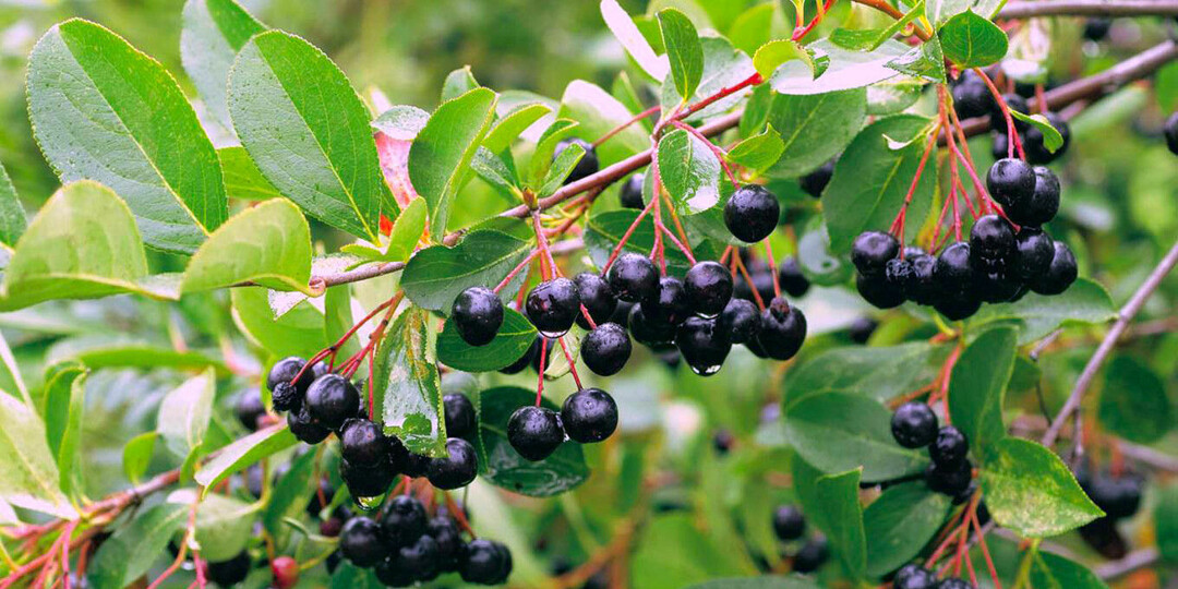 💖Чем интересна арония и почему ее начали массово сажать все дачники