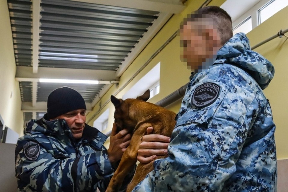    Полицейские из Карелии передали двух щенков в МВД по ДНР. Фото: МВД по Республике Карелия