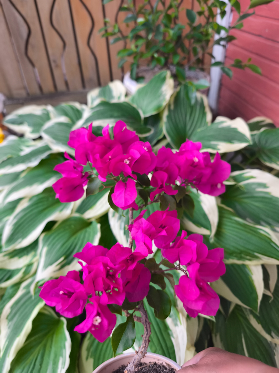 Фото 📷 автора