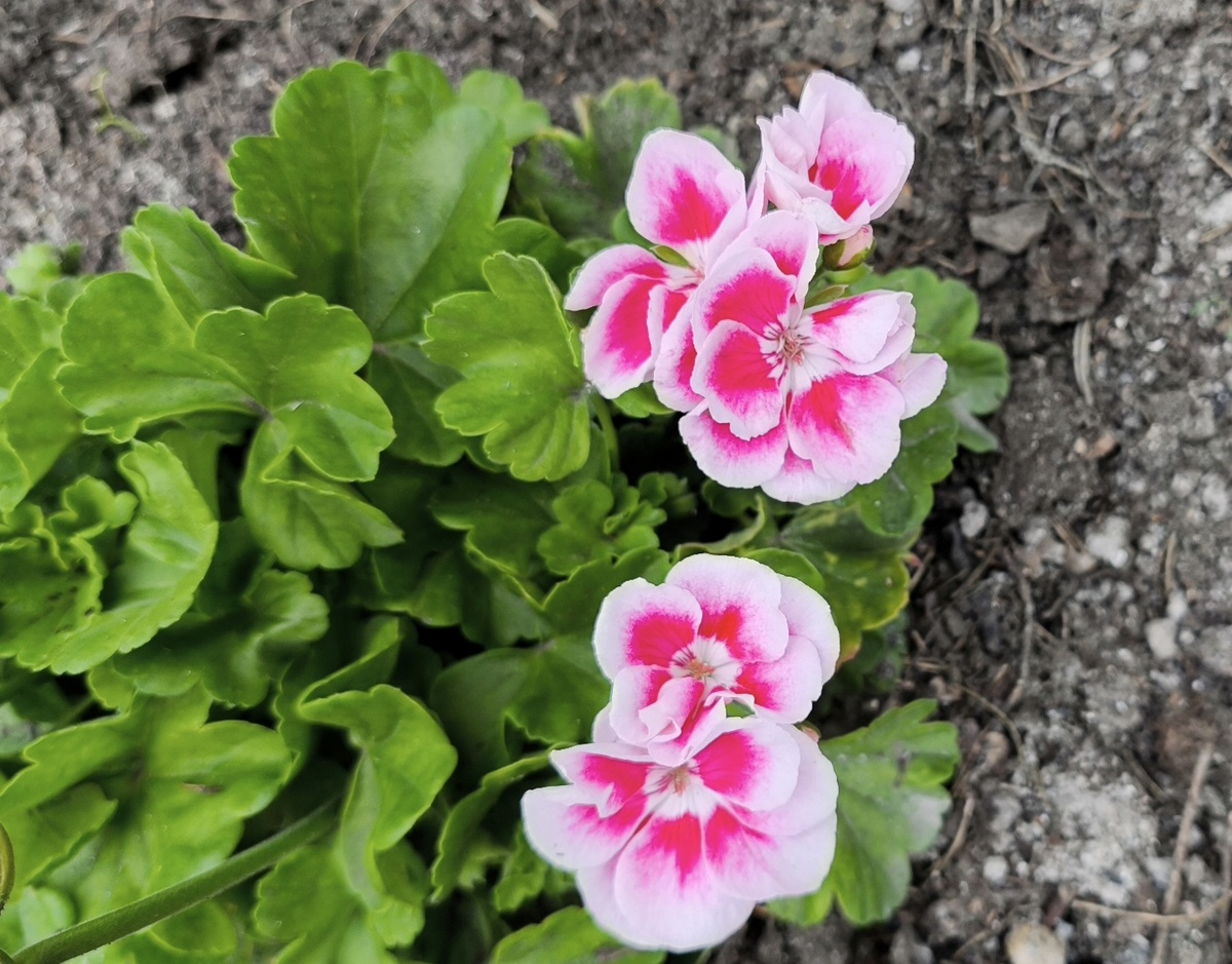 Фото 📷 для