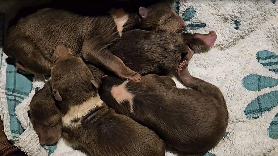    Фото: vk.com/Центр спасения медвежат-сирот