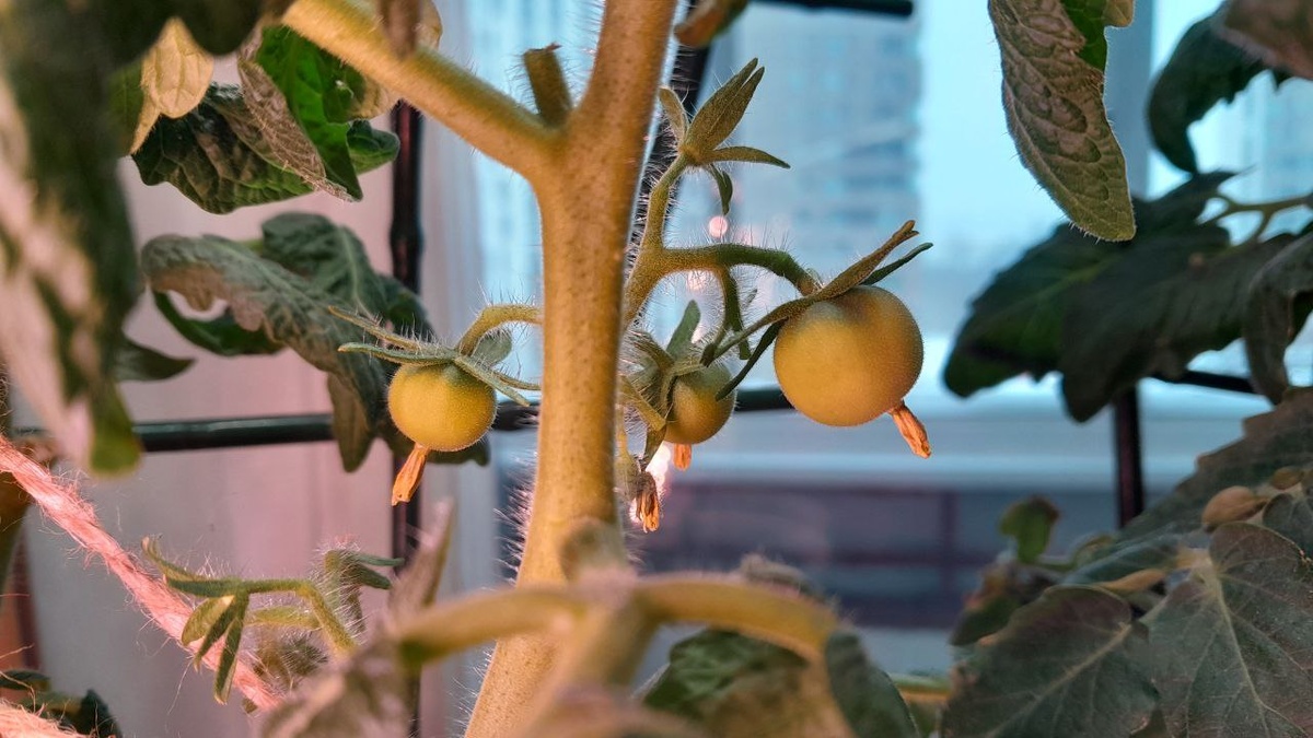 Помидоры черри на окне