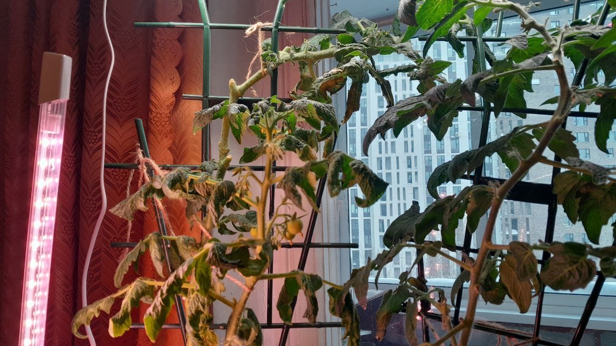 Одной фитолампы сверху было недостаточно.