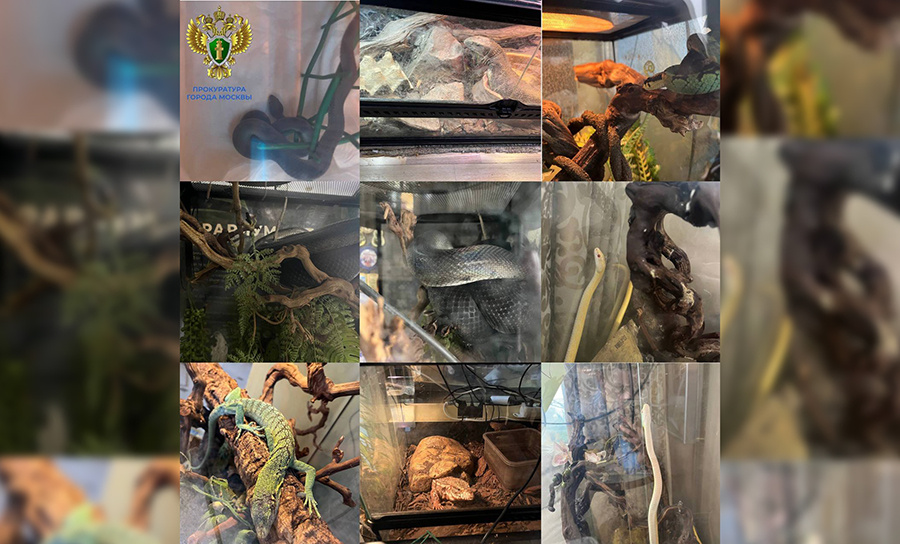    © Прокуратура города Москвы