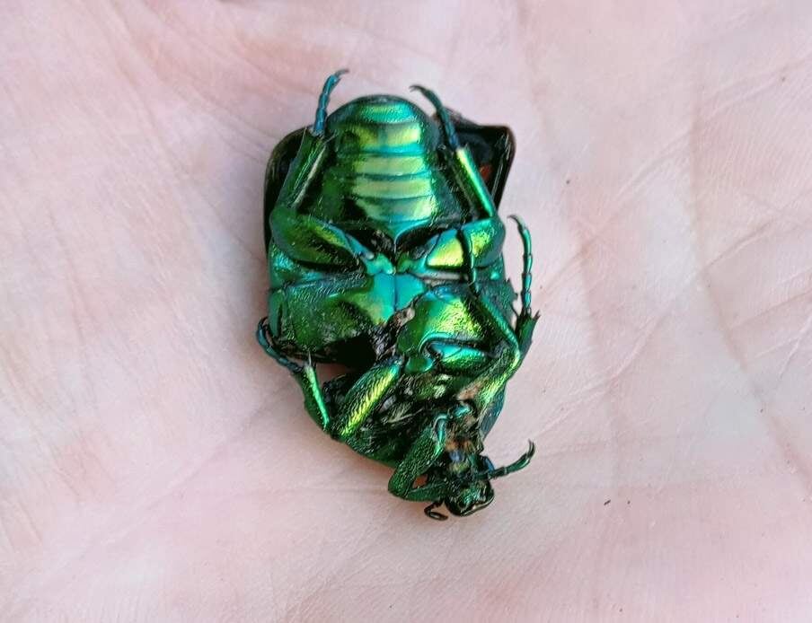    Фото Дегтярева Н.И. и Золотухиной И. Б.