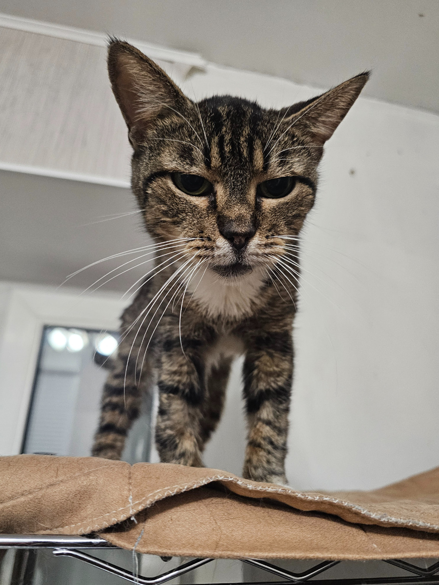 Фото автора. Наша слепая Маргоша.