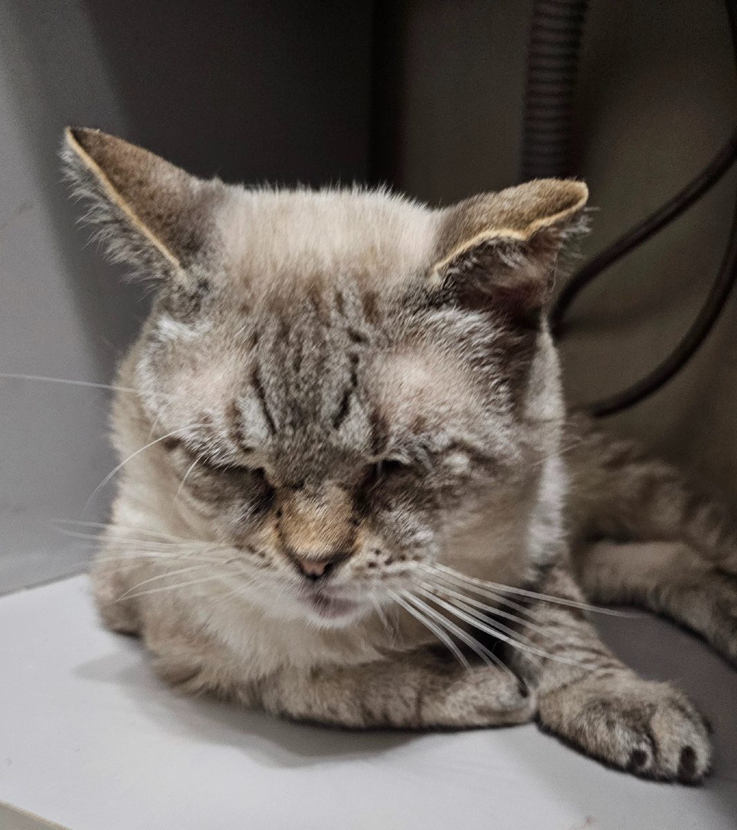 Фото автора. Мотя наш сегодня.