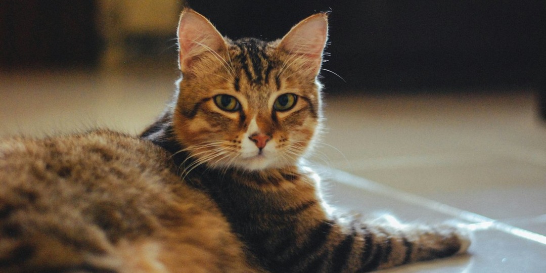 Мяу-гид: как мяукают кошки от Америки до Японии