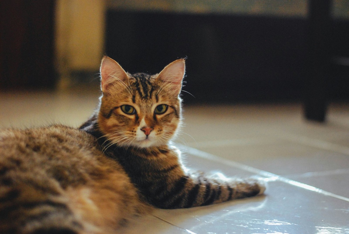    Человеческое восприятие кошачьего мяуканья — это культурно-лингвистический феномен