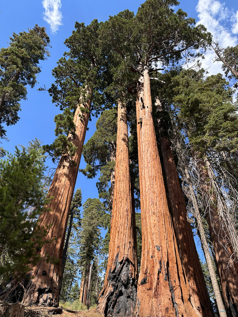 Секвойядендрон гигантский в Калифорнии.