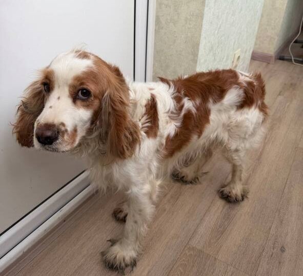 Нашли собаку в районе Чалтыря