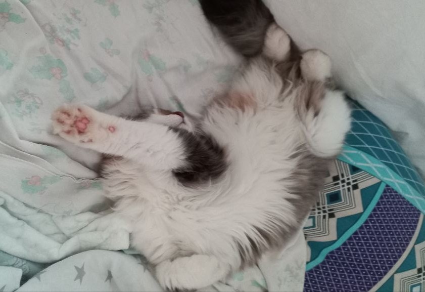 Яшка разлегся на кровати с утра пораньше