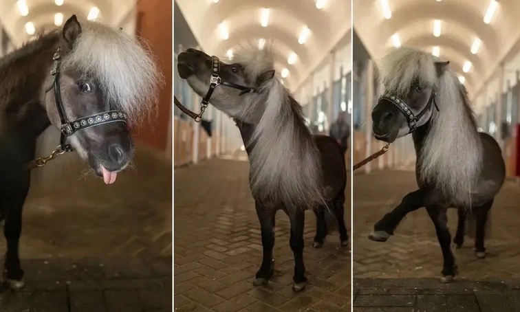 Фото предоставлено пресс-службой Центр национальных конных традиций на ВДНХ