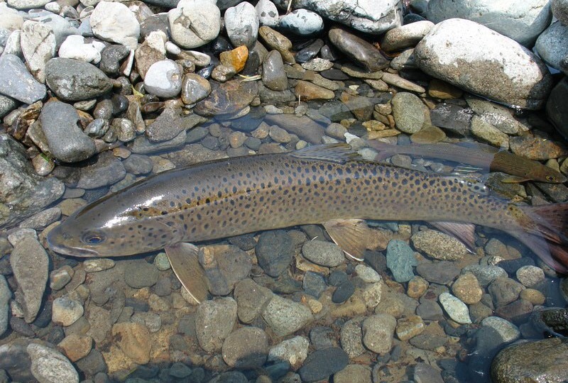 Какая рыба водится в Енисее в районе Красноярска
