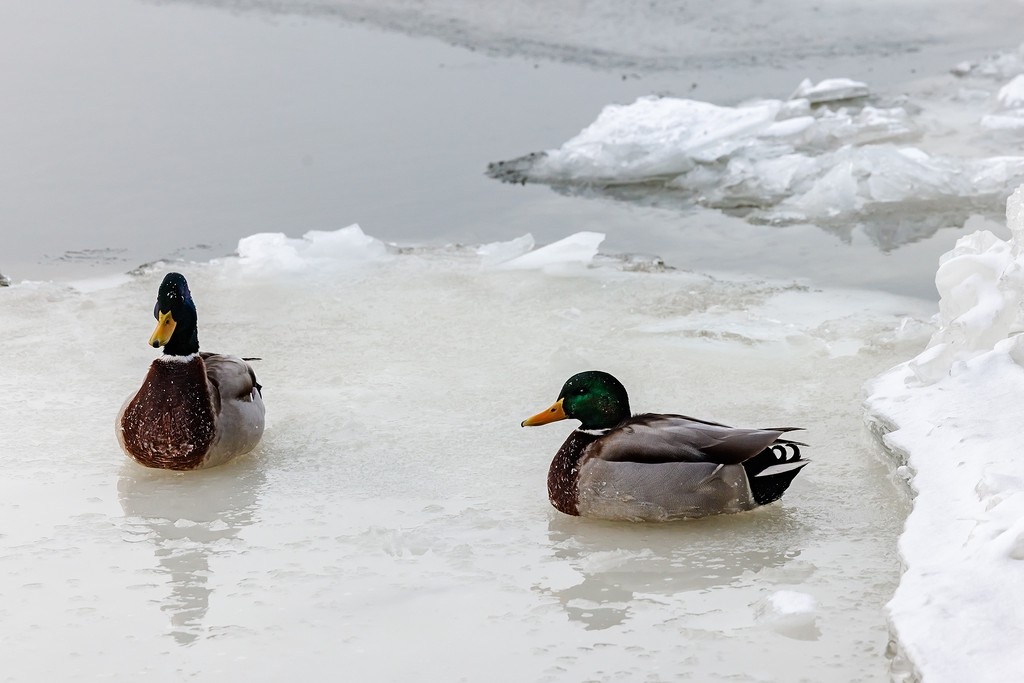    Фото © Дмитрий Дубинский / Абзац