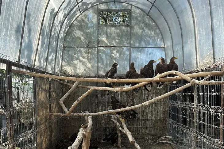 История о том, как в Волгограде «помогали» животным в квартире, кишащей тараканами