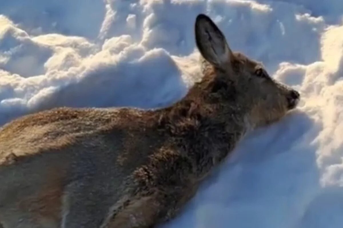   Новосибирец спас окоченевшую косулю, забрав её в палатку в -46°С