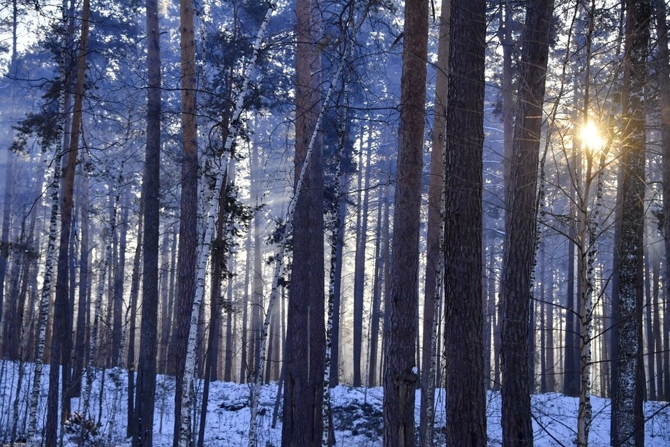    Отдельно специалисты оценили последствия лесных пожаров прошлых лет. Иван МАКЕЕВ