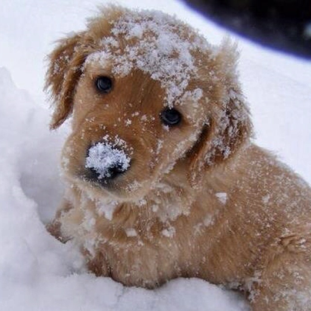 Фото из открытого источника